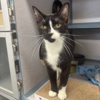 Ravi -  Domestic Short Hair Cat for Adoption in Marshalltown, Iowa - Ravi | PetCurious