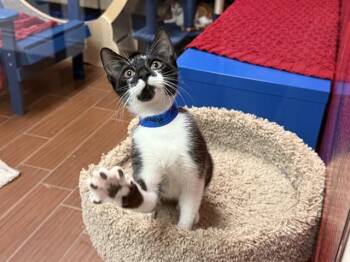 ROBIN -  Domestic Short Hair Cat for Adoption in Fort Lauderdale, Florida - ROBIN | PetCurious