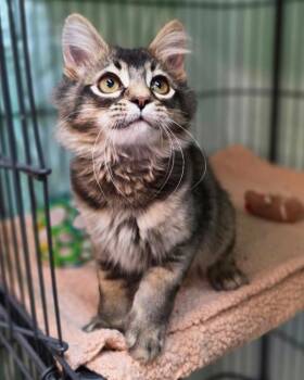 Domestic Medium Hair Cats Available for Adoption - Toby | PetCurious