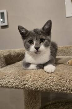 Rescue Domestic Short Hair Cats for Adoption in Los Angeles, California - Lola | PetCurious