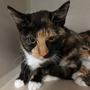 Rescue Domestic Short Hair Cats for Adoption in Lakeland, Florida - Scarlet | PetCurious