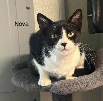 Nova -  Domestic Short Hair Cat for Adoption in Ulster, Pennsylvania - Nova | PetCurious