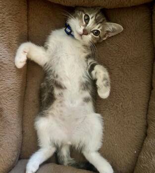 Dori -  American Shorthair Cat for Adoption in Houston, Texas - Dori | PetCurious
