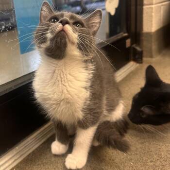 Pontoon -  Domestic Medium Hair Cat for Adoption in Rocky Mount, Virginia - Pontoon | PetCurious