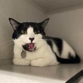 BATS -  Domestic Short Hair Cat for Adoption in Aurora, Colorado - BATS | PetCurious
