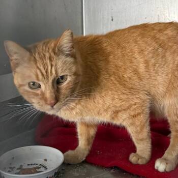 Domestic Short Hair Cats Available for Adoption in Gresham, Wisconsin - ROY | PetCurious