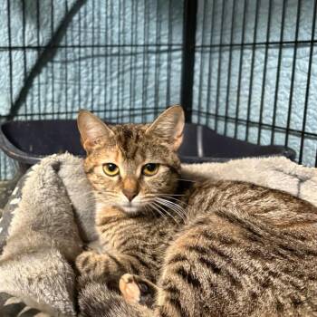 Domestic Short Hair Cats Available for Adoption in Fredericksburg, Virginia - Twisted Bliss | PetCurious