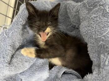 A186092 -  Domestic Short Hair Cat for Adoption in Pasadena, Texas - A186092 | PetCurious