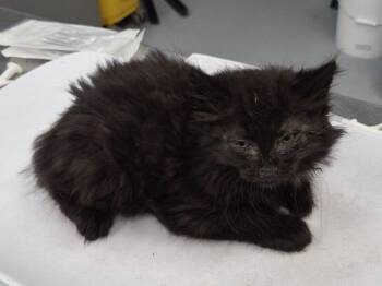 Pen 35 Hershey -  Domestic Short Hair Cat for Adoption in Lawrenceville, Georgia - Pen 35 Hershey | PetCurious