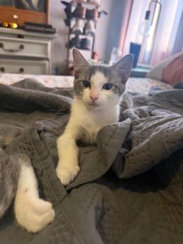 Rose Quartz -  Domestic Short Hair Cat for Adoption in Augusta, Georgia - Rose Quartz | PetCurious