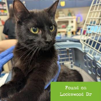 Tarot -  Domestic Short Hair Cat for Adoption in Lynchburg, Virginia - Tarot | PetCurious