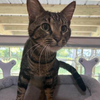 Buster -  Domestic Short Hair Cat for Adoption in Muncie, Indiana - Buster | PetCurious