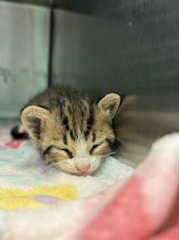 CASSANDRA -  Domestic Short Hair Cat for Adoption in Dallas, Texas - CASSANDRA | PetCurious