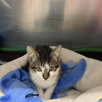 Pop -  Domestic Short Hair Cat Available for Adoption in Kent, Washington - Pop | PetCurious