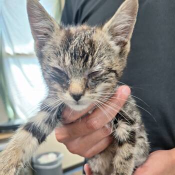 Rescue Domestic Short Hair Cats for Adoption in Austin, Texas - Tortellini | PetCurious