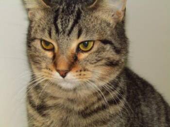 Mayberry -  Domestic Short Hair Cat for Adoption in West Memphis, Arkansas - Mayberry | PetCurious