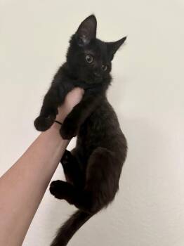 Rescue Domestic Long Hair Cats for Adoption in Mesa, Arizona - Tiny | PetCurious