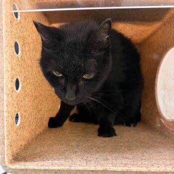 Midnight Rain -  Domestic Short Hair Cat for Adoption in Philadelphia, Pennsylvania - Midnight Rain | PetCurious