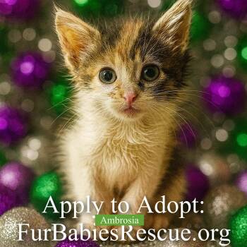 Rescue Domestic Short Hair Cats for Adoption in Hickory, North Carolina - Ambrosia | PetCurious