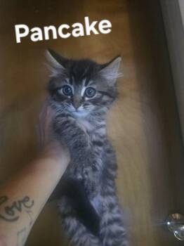Pancake -  Domestic Medium Hair Cat for Adoption in Gardnerville, Nevada - Pancake | PetCurious