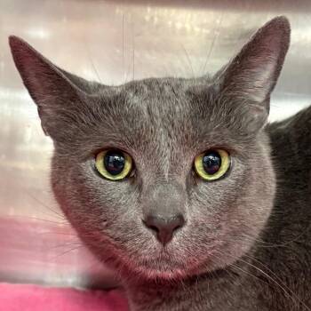 Momo -  Domestic Short Hair and Mixed Breed Cat for Adoption in Kennebunk, Maine - Momo | PetCurious