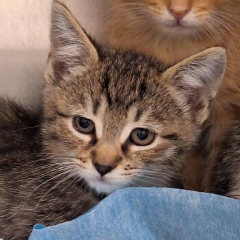 Five Guys -  Domestic Short Hair Cat for Adoption in Philadelphia, Pennsylvania - Five Guys | PetCurious