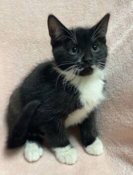 Domestic Short Hair Cats Available for Adoption in Jackson, Michigan - Molly | PetCurious