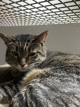 Punki -  Tabby Cat for Adoption in Billings, Montana - Punki | PetCurious