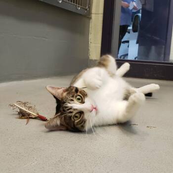 Domestic Short Hair Cats Available for Adoption - Starfruit | PetCurious