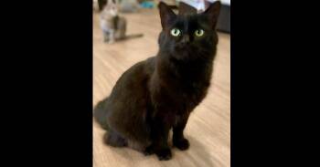Domestic Medium Hair Cats Available for Adoption - Millie | PetCurious