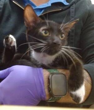 JOEY -  Domestic Short Hair Cat for Adoption in Doral, Florida - JOEY | PetCurious