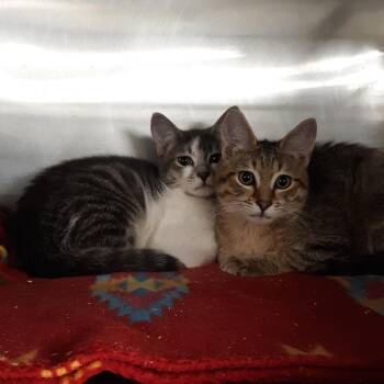 Mackerel -  Domestic Short Hair Cat for Adoption in Spokane, Washington - Mackerel | PetCurious