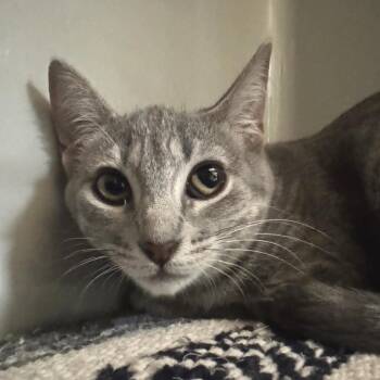 Luna -  Domestic Short Hair Cat for Adoption in Saint Charles, Missouri - Luna | PetCurious