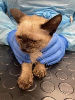 Cirrus -  Siamese and Domestic Short Hair Cat for Adoption in Roseville, California - Cirrus | PetCurious