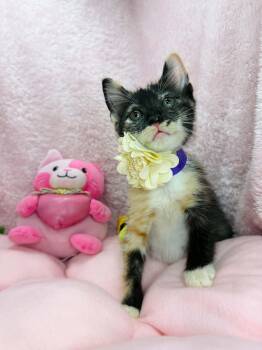 Violette -  Calico Cat for Adoption in Tavares, Florida - Violette | PetCurious