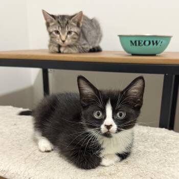 The Board of Directors Kittens -  Domestic Short Hair Cat for Adoption in Waltham, Massachusetts - The Board Of Directors Kittens | PetCurious