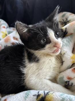 Miso -  Domestic Short Hair Cat for Adoption in Hudson, New Hampshire - Miso | PetCurious
