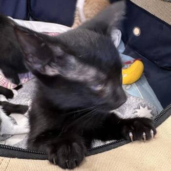 Aster -  Domestic Short Hair Cat for Adoption in West Palm Beach, Florida - Aster | PetCurious