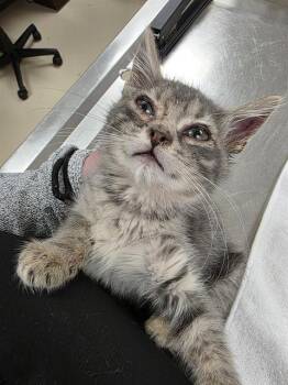 PARSNIP -  Domestic Short Hair Cat for Adoption in Aliquippa, Pennsylvania - PARSNIP | PetCurious