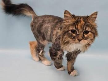 Pepper -  Domestic Medium Hair and Domestic Short Hair Cat for Adoption in Minneapolis, Minnesota - Pepper | PetCurious