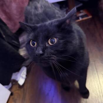 Domestic Short Hair Cats Available for Adoption in Columbia, Missouri - Uzi | PetCurious