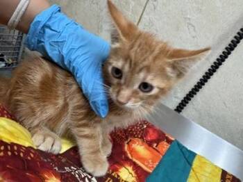 O`io -  Domestic Short Hair Cat for Adoption in Honolulu, Hawaii - O`io | PetCurious