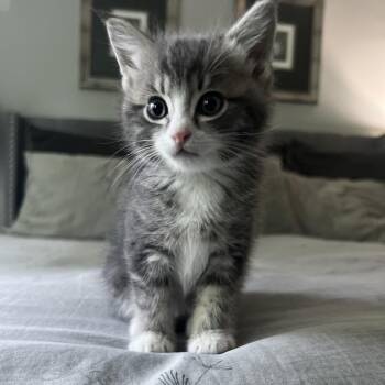 Kano -  Domestic Short Hair Cat for Adoption in Redmond, Washington - Kano | PetCurious