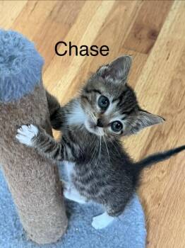 Chase -  Domestic Short Hair Cat for Adoption in Johnson City, Tennessee - Chase | PetCurious