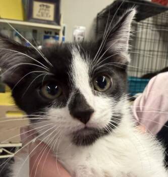 Rescue Domestic Short Hair Cats for Adoption in Pahrump, Nevada - Matrix (K4) | PetCurious