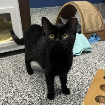 Domestic Short Hair Cats Available for Adoption - Norman Bates (Normie) | PetCurious