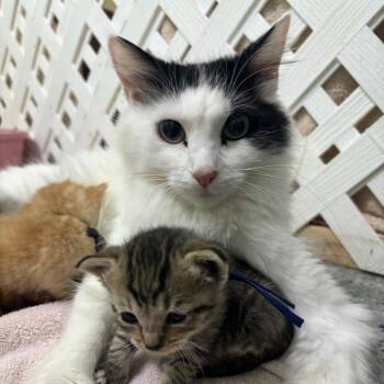 Sundae -  Domestic Long Hair Cat for Adoption in Hopewell, Virginia - Sundae | PetCurious