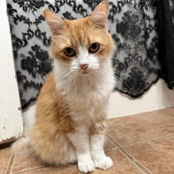 Precious -  Domestic Long Hair Cat for Adoption in Liverpool, Texas - Precious | PetCurious
