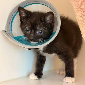 Domestic Short Hair Cats Available for Adoption in Phoenix, Arizona - Surya | PetCurious