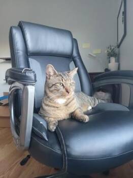 Domestic Short Hair Cats Available for Adoption in Wilmington Island, Georgia - Mighty Maxwell | PetCurious